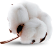 Cotton